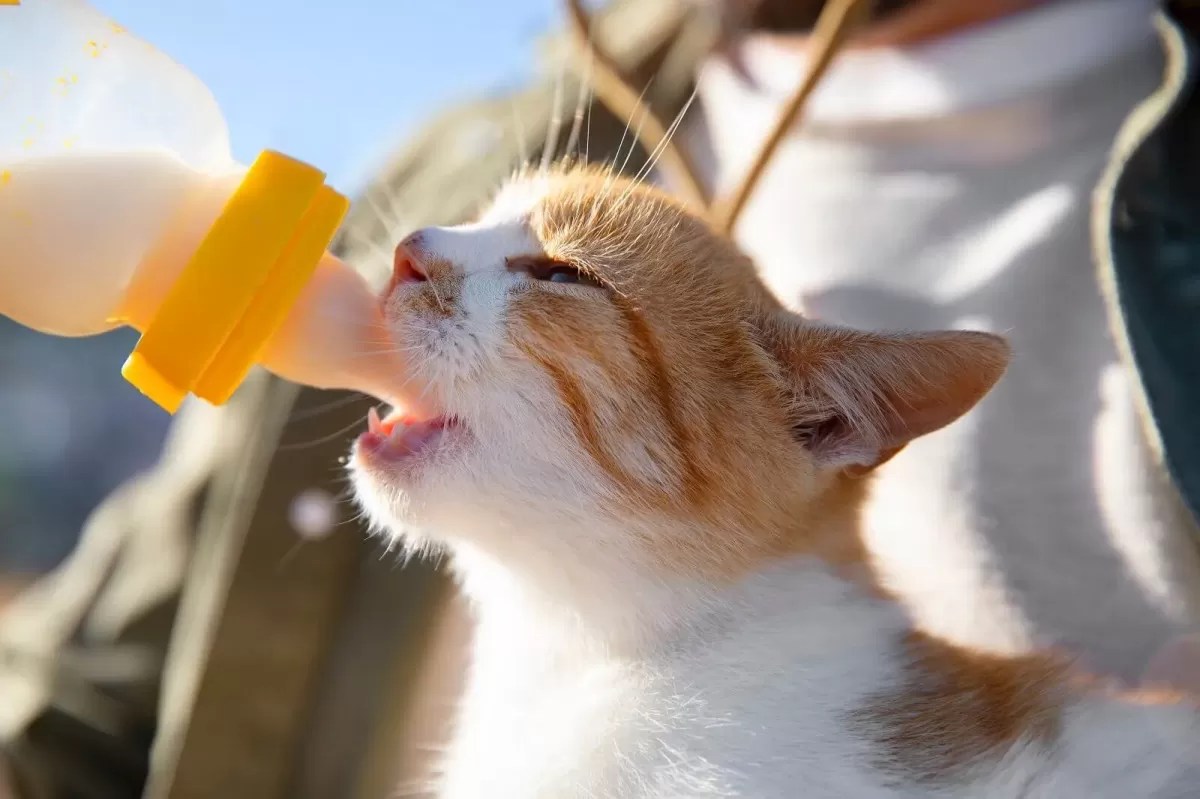 Can Cats Drink Oat MilkAugust 2024