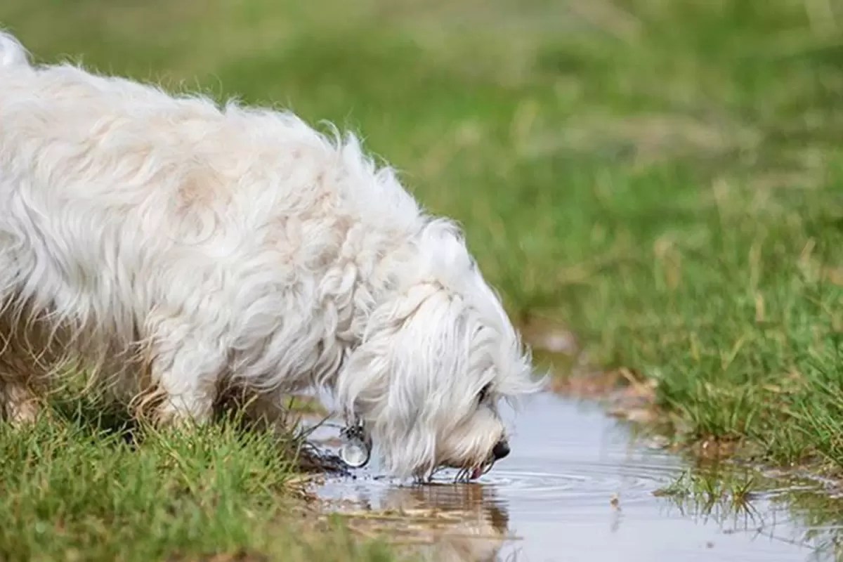 Leptospirosis in Dogs