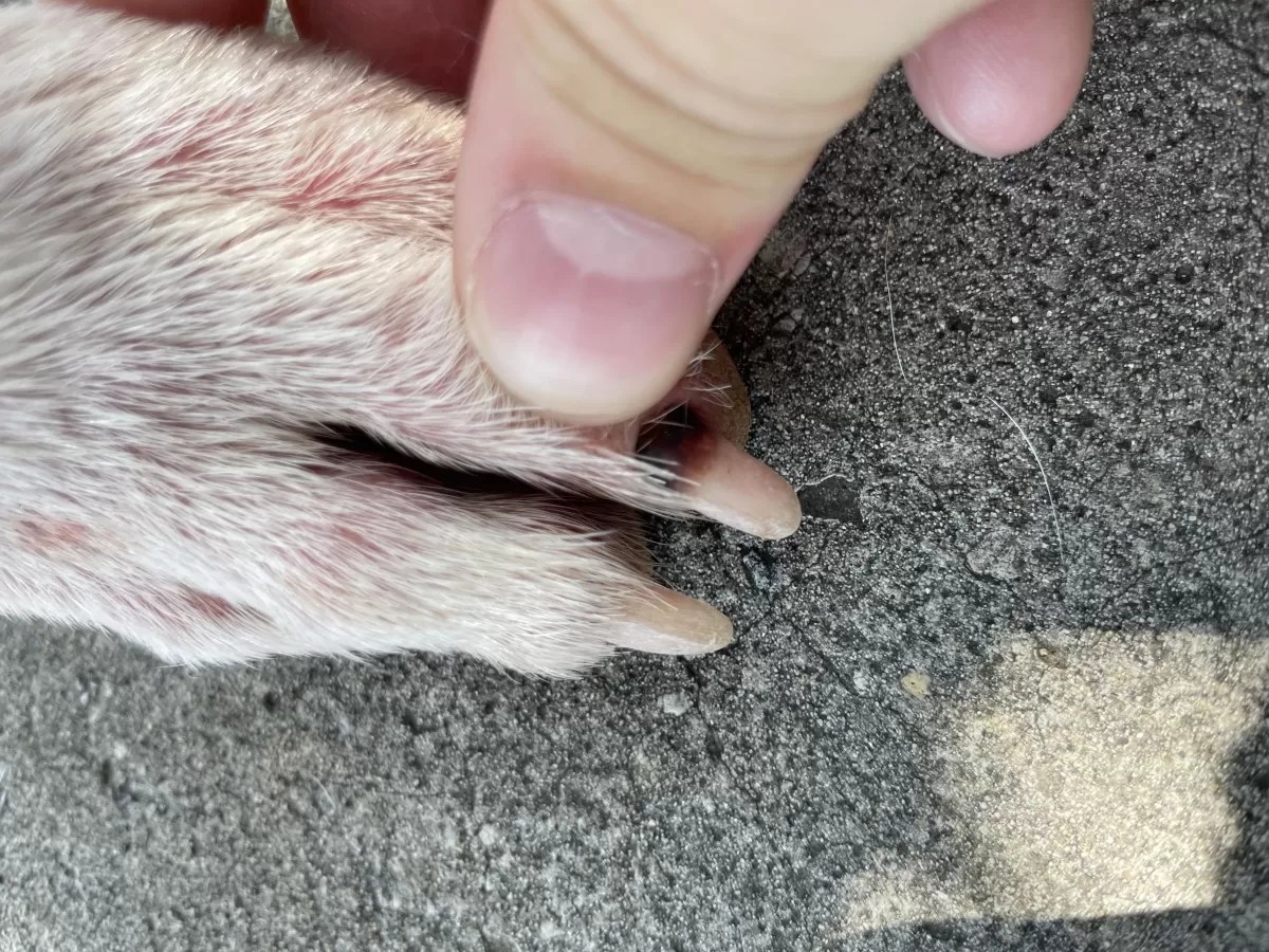 Why Are My Dogs Nails BlackPuainta®