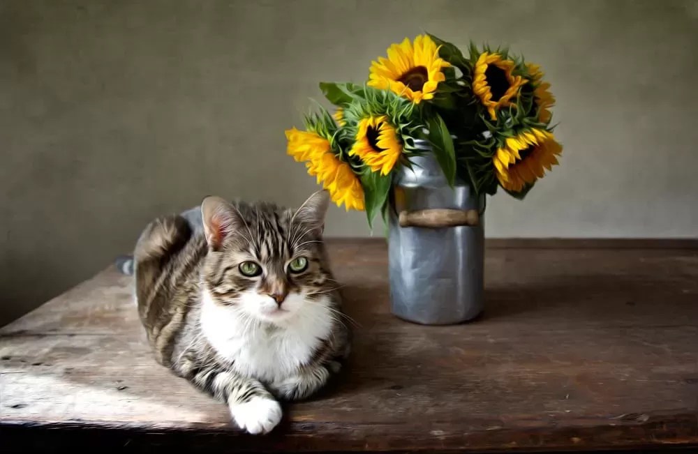Are Sunflowers Toxic to CatsPuainta®