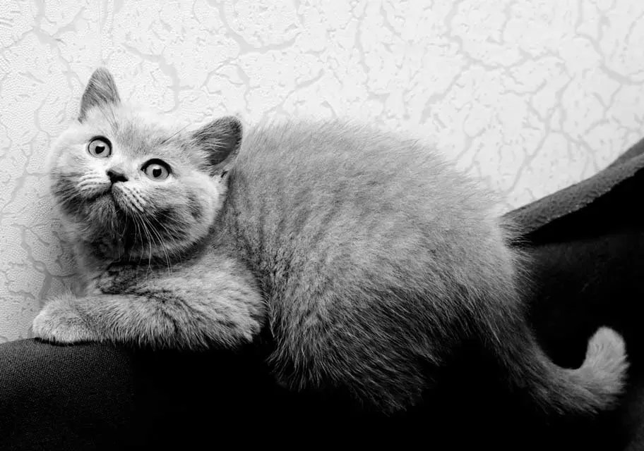 The Enigmatic Fascination Why Do Cats Love Boxes