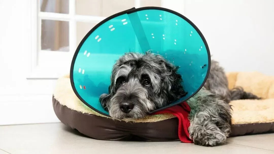 11 Signs Your Dog Needs to Be Neutered