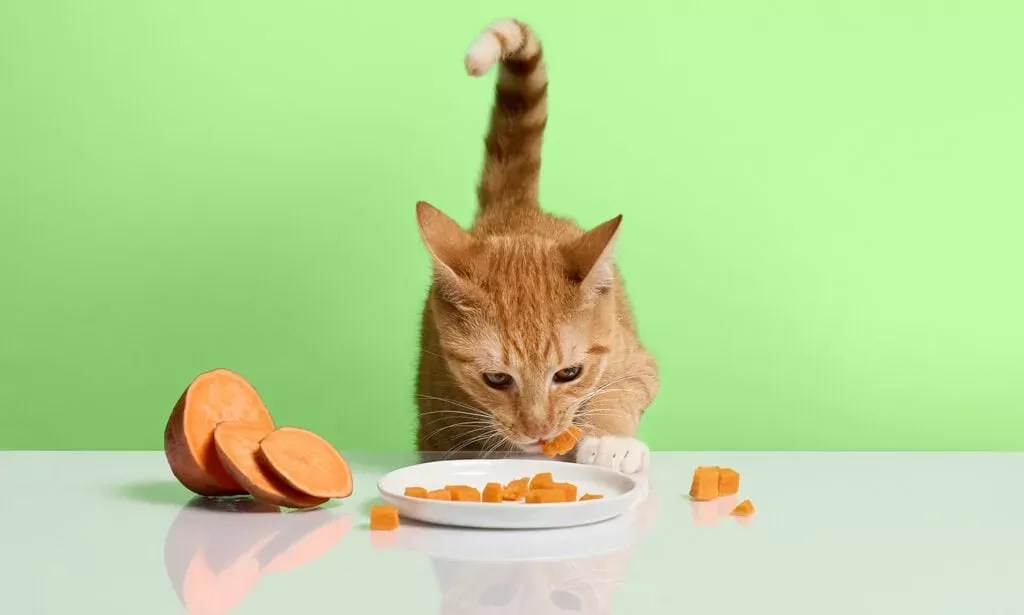 Feline Feasts A Guide to Human Foods Safe for Cats