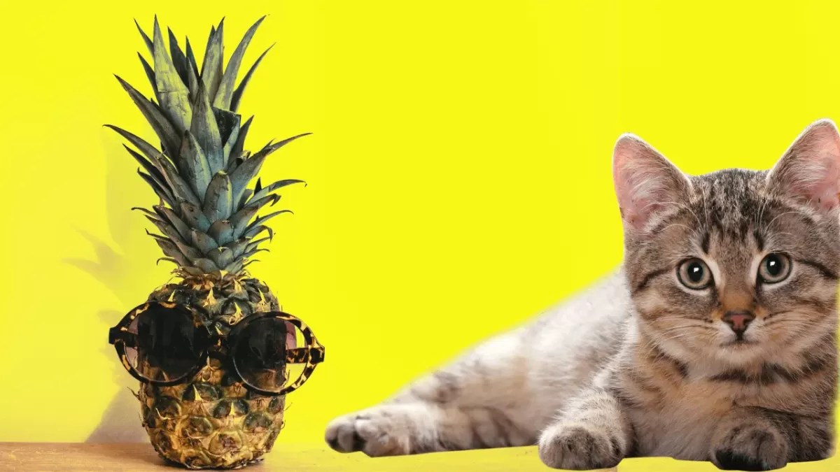 Can Cats Eat Pineapple