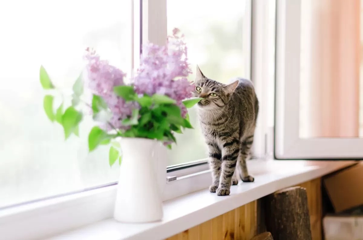 Are Lilacs Poisonous to Cats