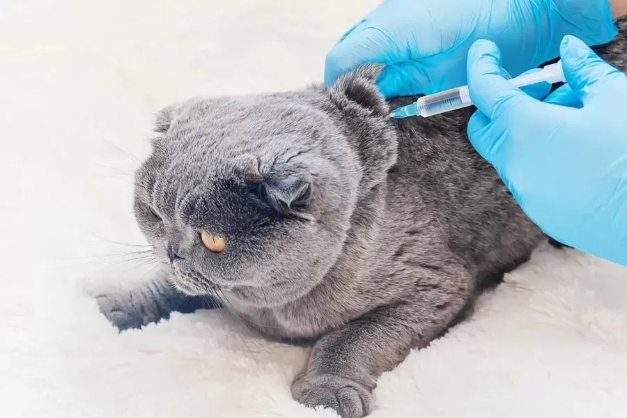 Signs of Diabetes in Cats Causes, Treatment, Prevention, and Daily