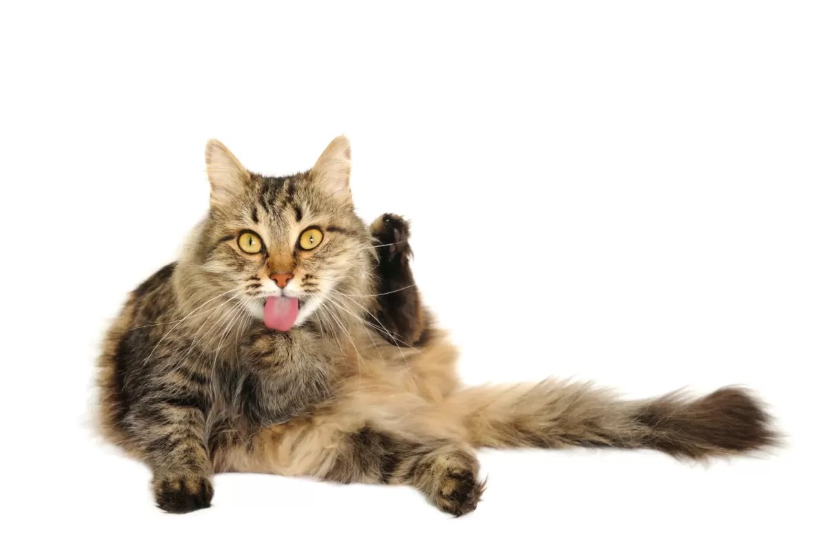 How Long Can A Cat Live with A Prolapsed AnusPuainta®