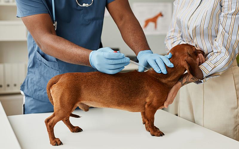 Cushing's Disease in DogsPuainta®