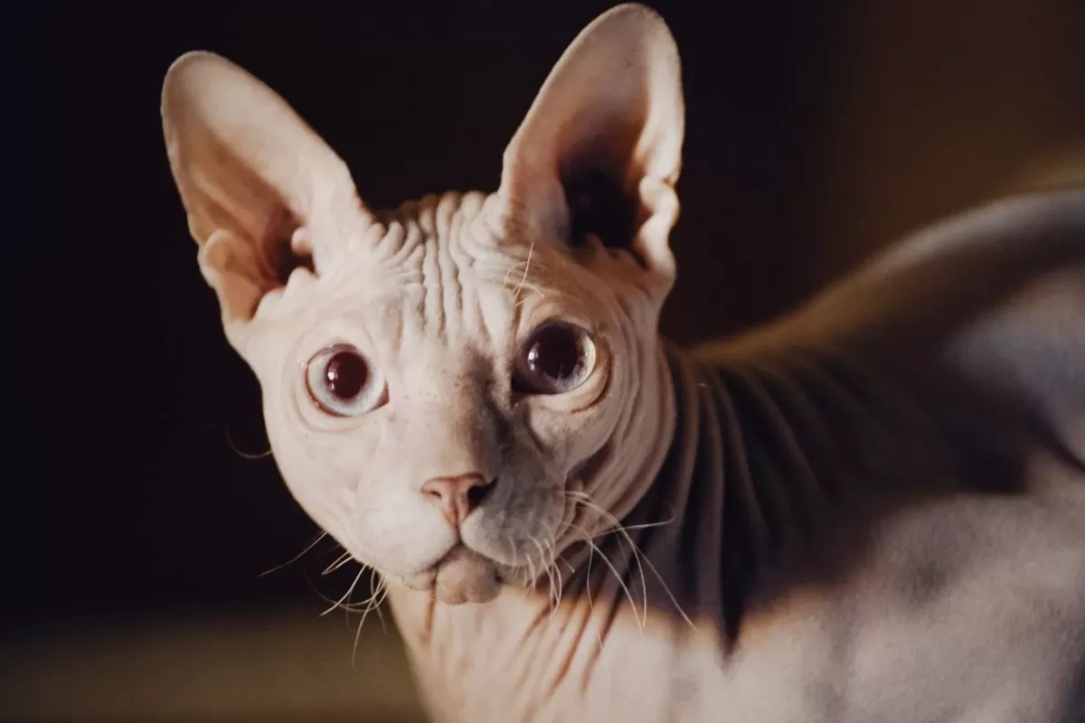 Can Hairless Cats Get Fleas? Exploring the Myth and Reality