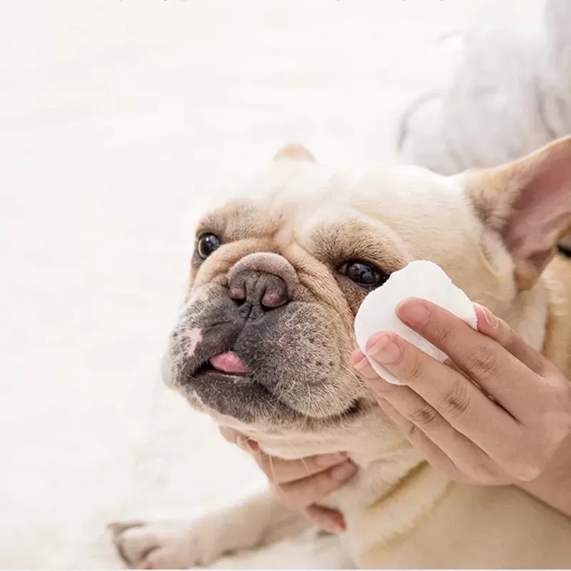French Bulldog Tear Stains Causes, Treatment, and Prevention