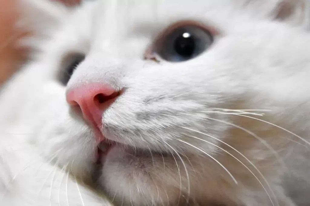 Understanding and Managing Cat Mouth Ulcers Causes, Symptoms, and