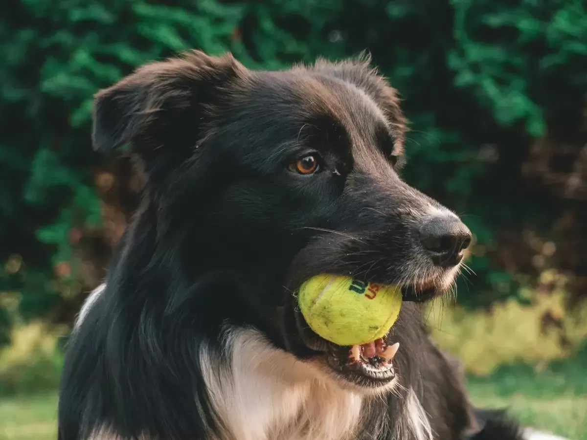 Why Do Dogs Love Tennis Balls