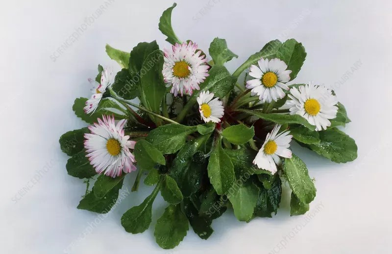 Puainta Are Daisy Toxic to Cats