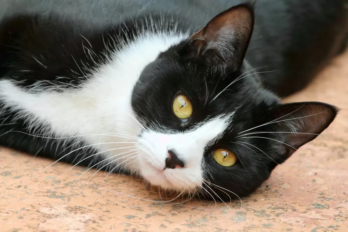 Wobblers Syndrome in Cats Causes, Symptoms, and Management