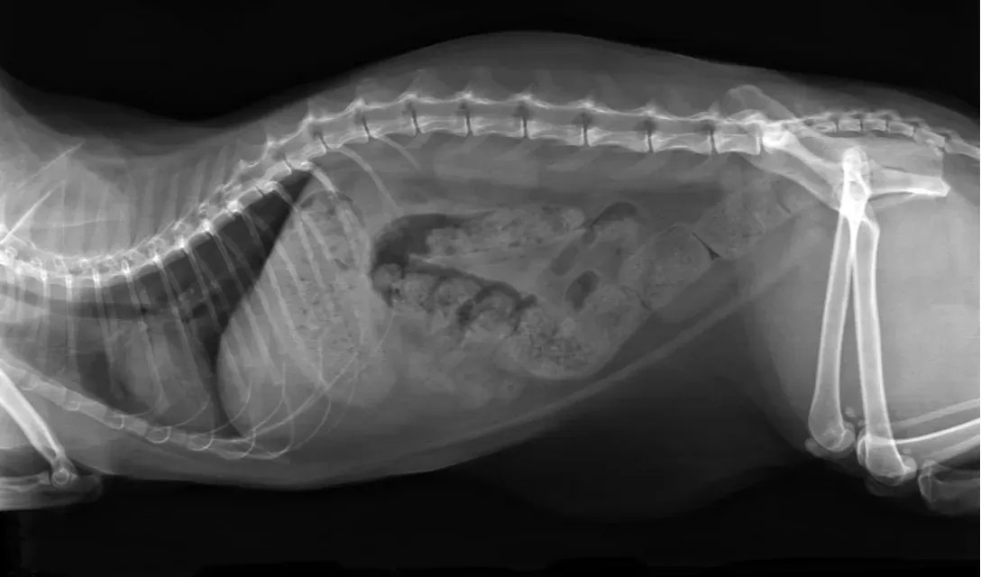 Megacolon in CatsPuainta®