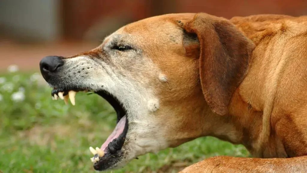 Dog Dry Heaving Cause, Symptom and Treatment