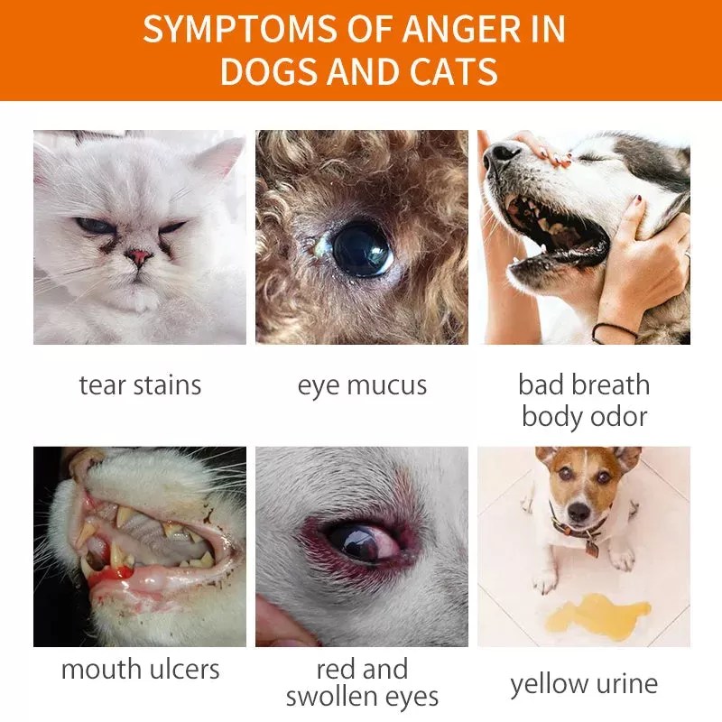 French Bulldog Tear Stains Causes, Treatment, and Prevention