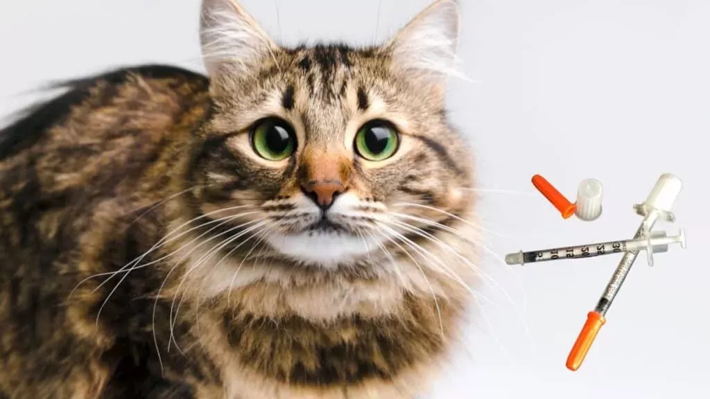 Understanding Diabetes in Cats Causes, Symptoms, and Management