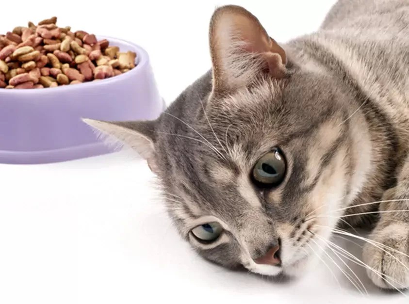 Anorexia in CatsPuainta®