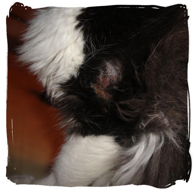 Nutritional Deficiencies and Hot Spots in Cats