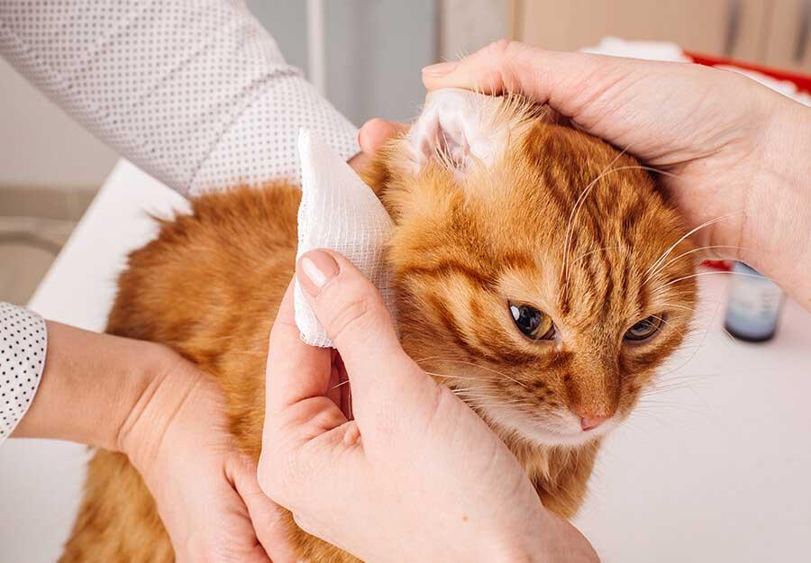 Inner Ear Problems in Cats Causes, Symptoms, Treatment, and Prevention
