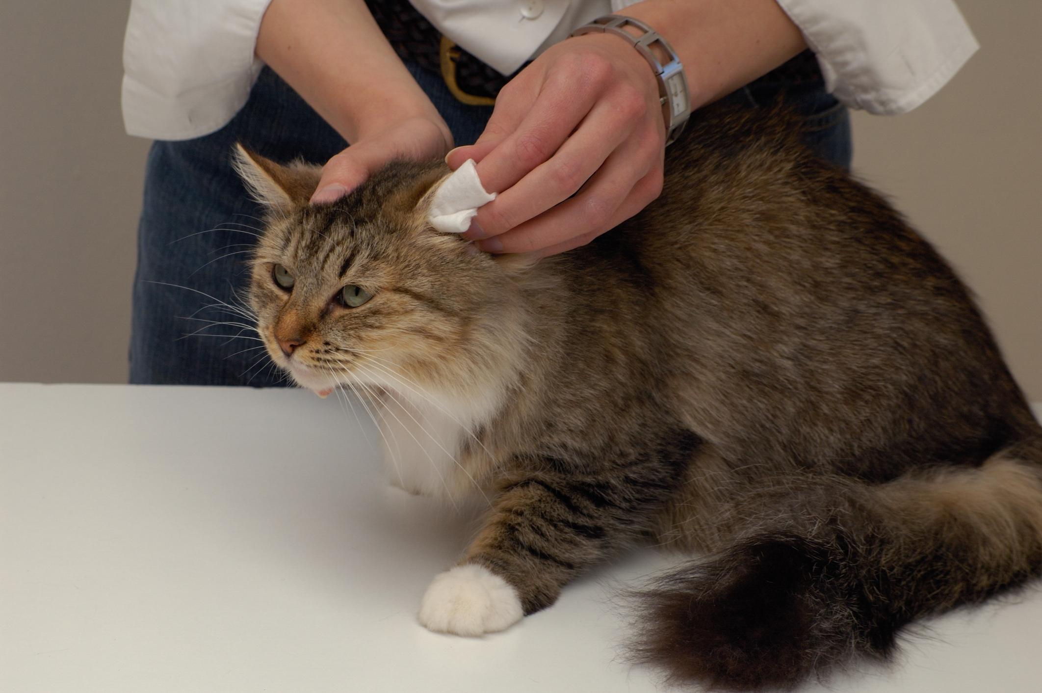 Nystagmus in Cats A Full Guide