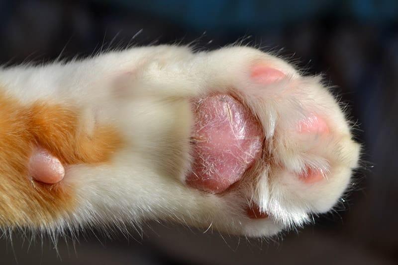Cat Paw Infection Paw Health Guide