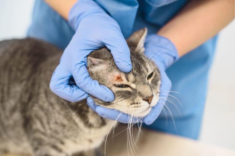 Can You Put Neosporin on a Cat Safe Wound Care for Felines