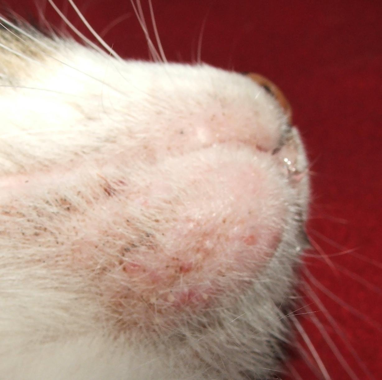 Treating Cat Chin Acne