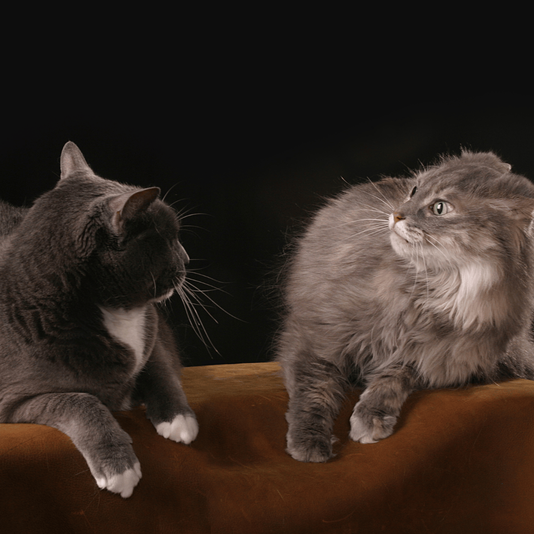Feline NonRecognition Aggression Why Your Cats Suddenly Fight & How