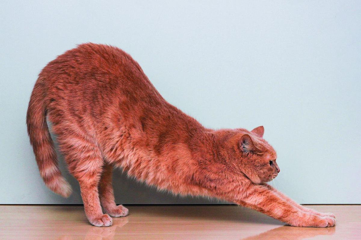 IVDD in Cats