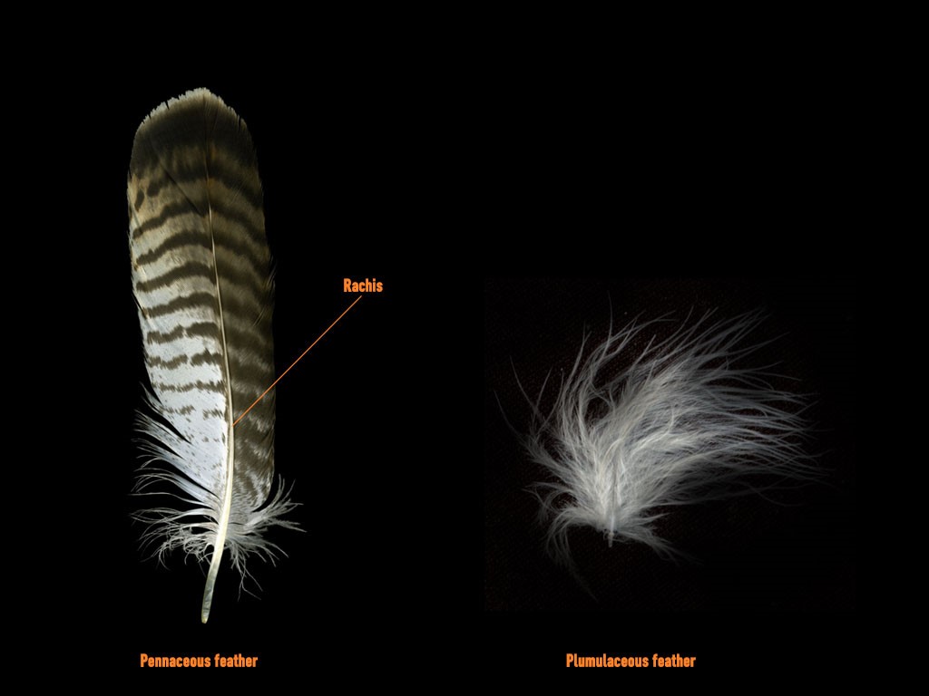 Sierra Trading Post Explores Down Insulation Sierra Blog