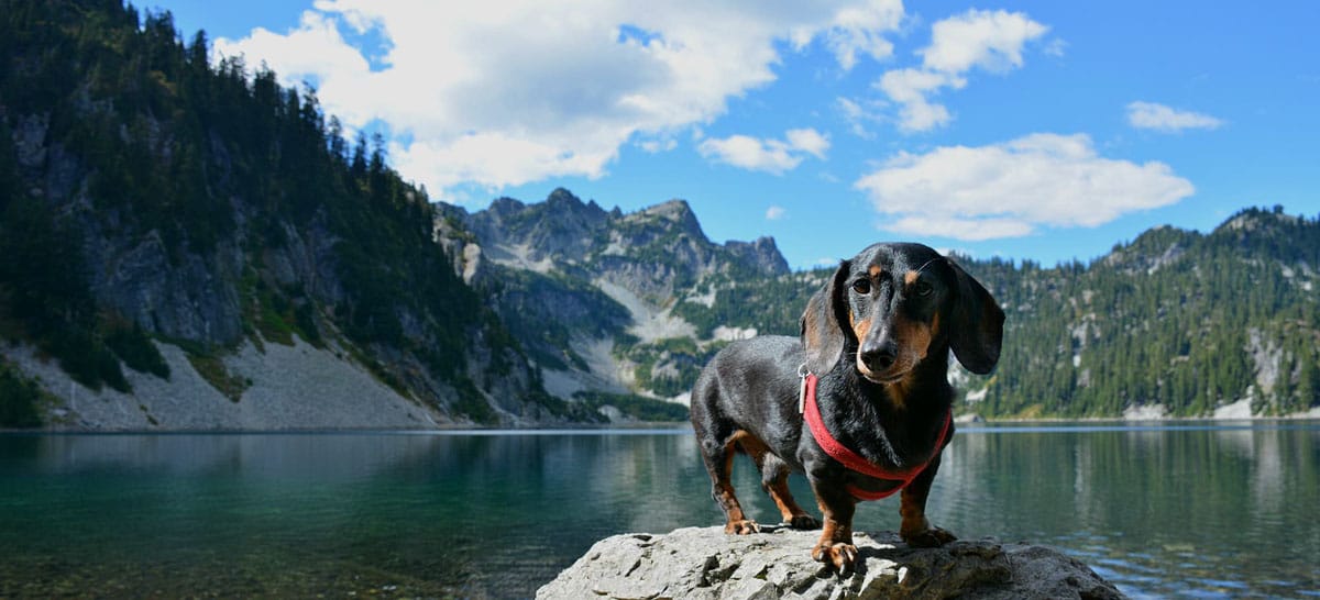 5 Famous DogFriendly Hikes in Washington Sierra Blog