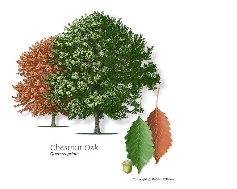 Chestnut Oak Sold Out