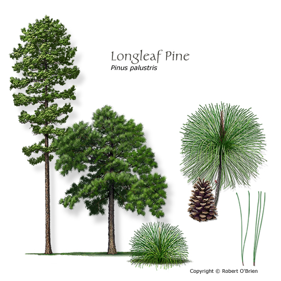 Longleaf Pine Pine Coastal Improved