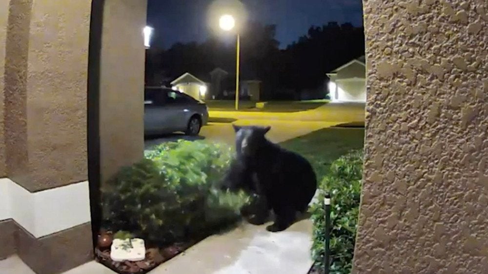 Bear Chases Florida Couple and Dog Videos from The Weather Channel