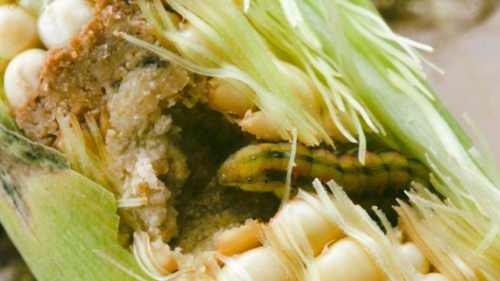 Invasive Pests Spreading Due to Climate Change, Threatening Food Supply Videos from The
