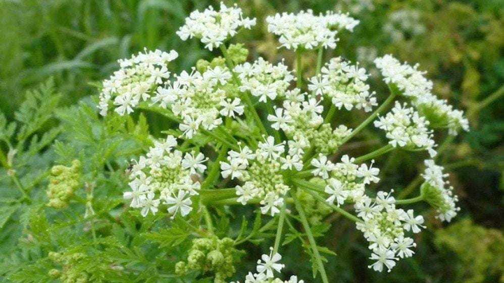Watch Storm Collapse on Radar Videos from The Weather Channel