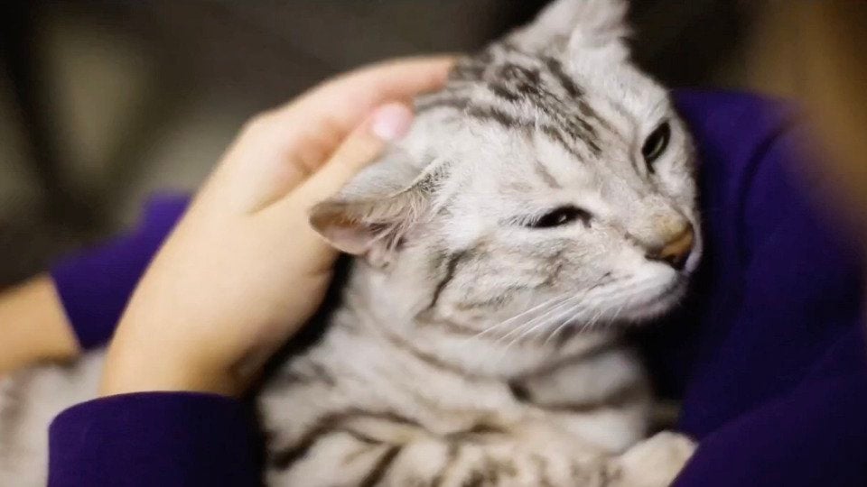 Can Cats Predict The Weather? Videos from The Weather Channel