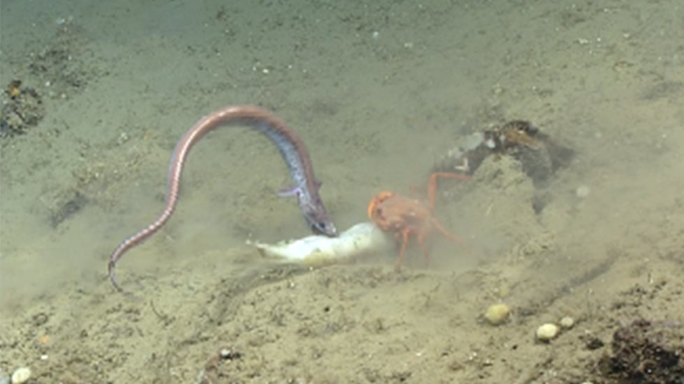 Crab Feasting on Squid Takes on Two Eels in Tug of War