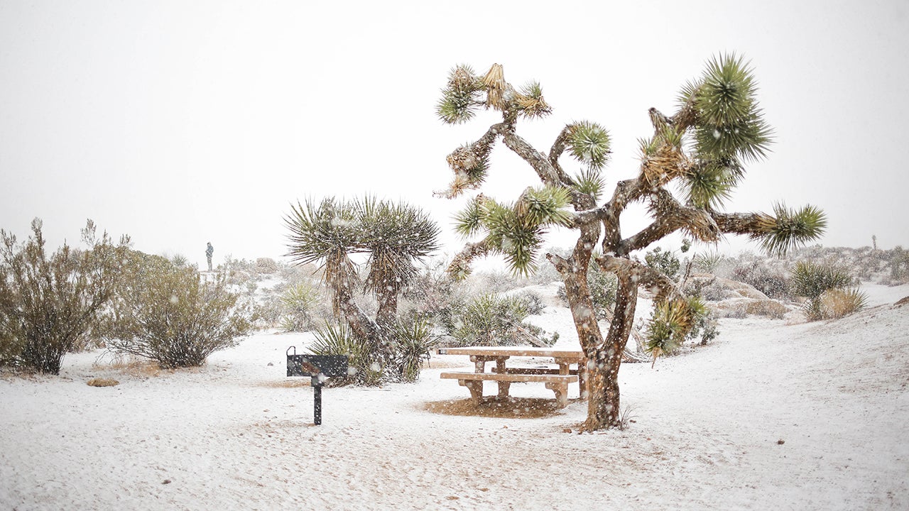 Captivating Photos of Joshua Tree Covered in Snow The