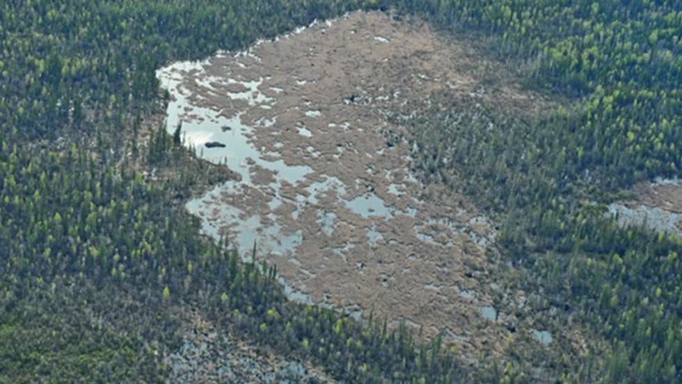 World’s Longest Beaver Dam Is in Canada, Can Be Seen From Space The