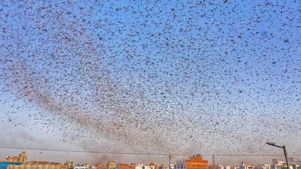 Worst Locust Invasion in Decades for India’s Capital Region Videos