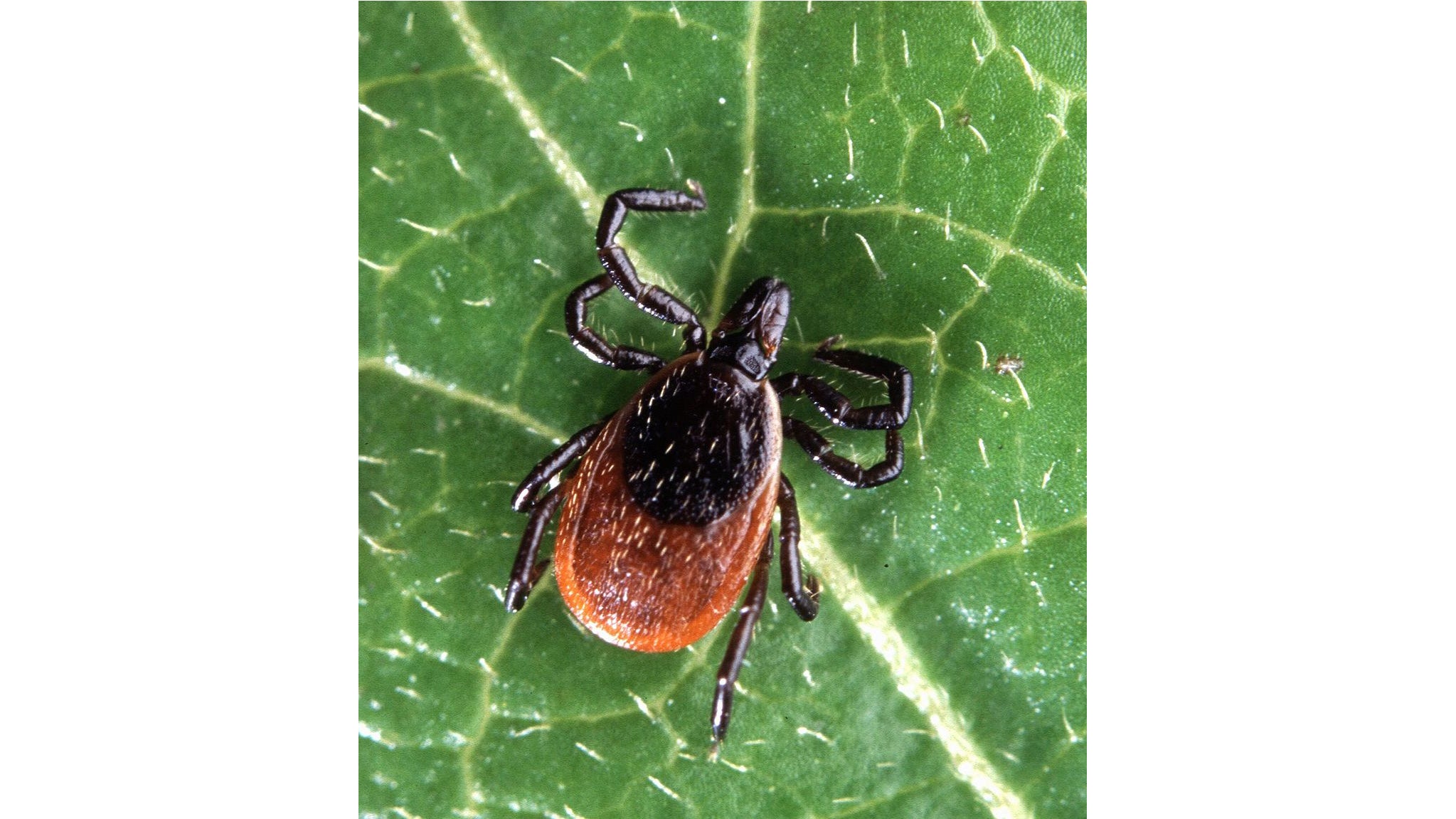 When Lyme Disease Can't Be Cured The Weather Channel