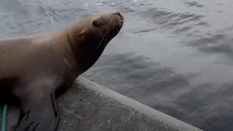 Scientists Excited by New Dinosaur Find Videos from The Weather