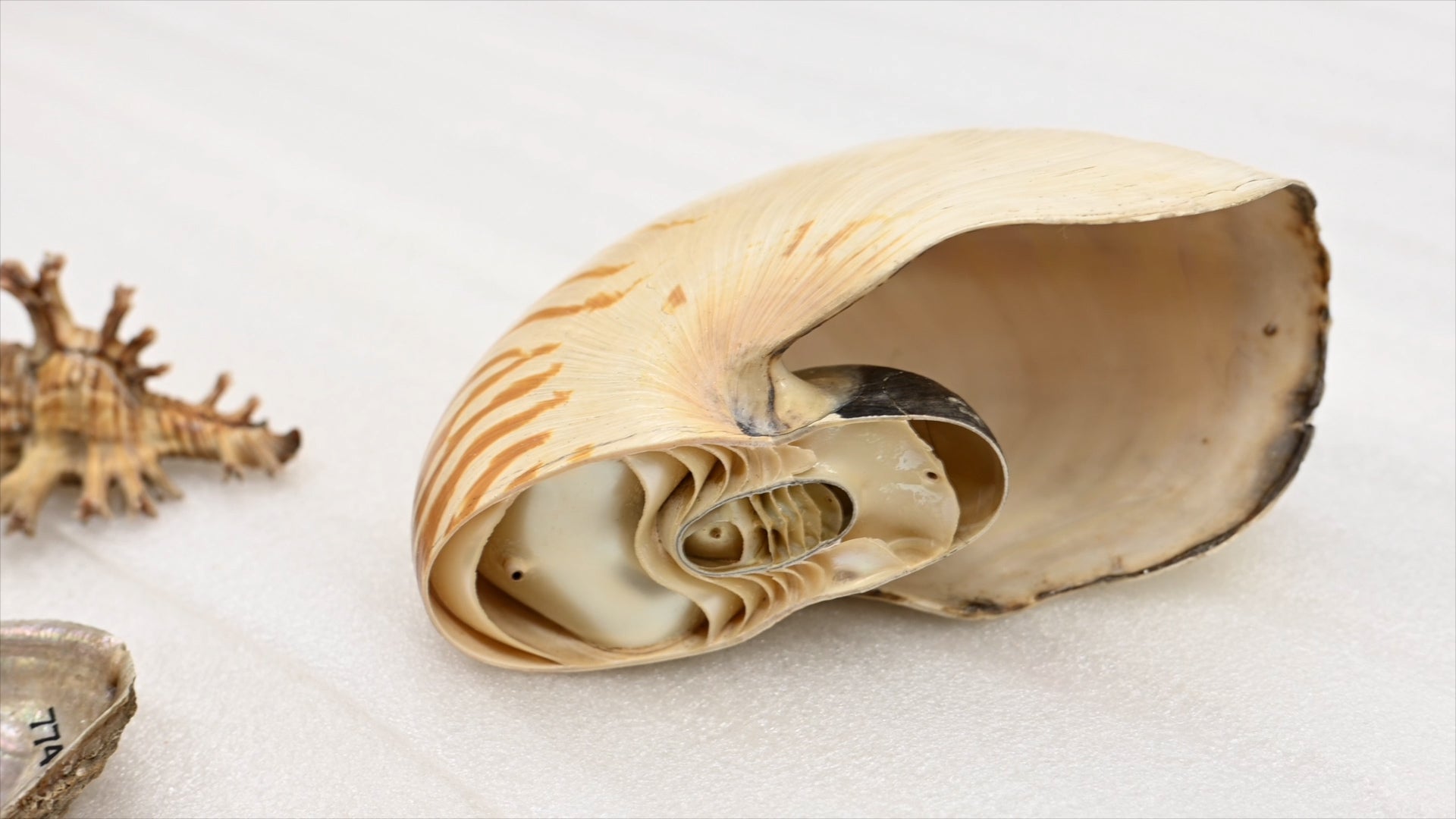 Shells From Captain Cook’s Final Voyage On Display Videos from The
