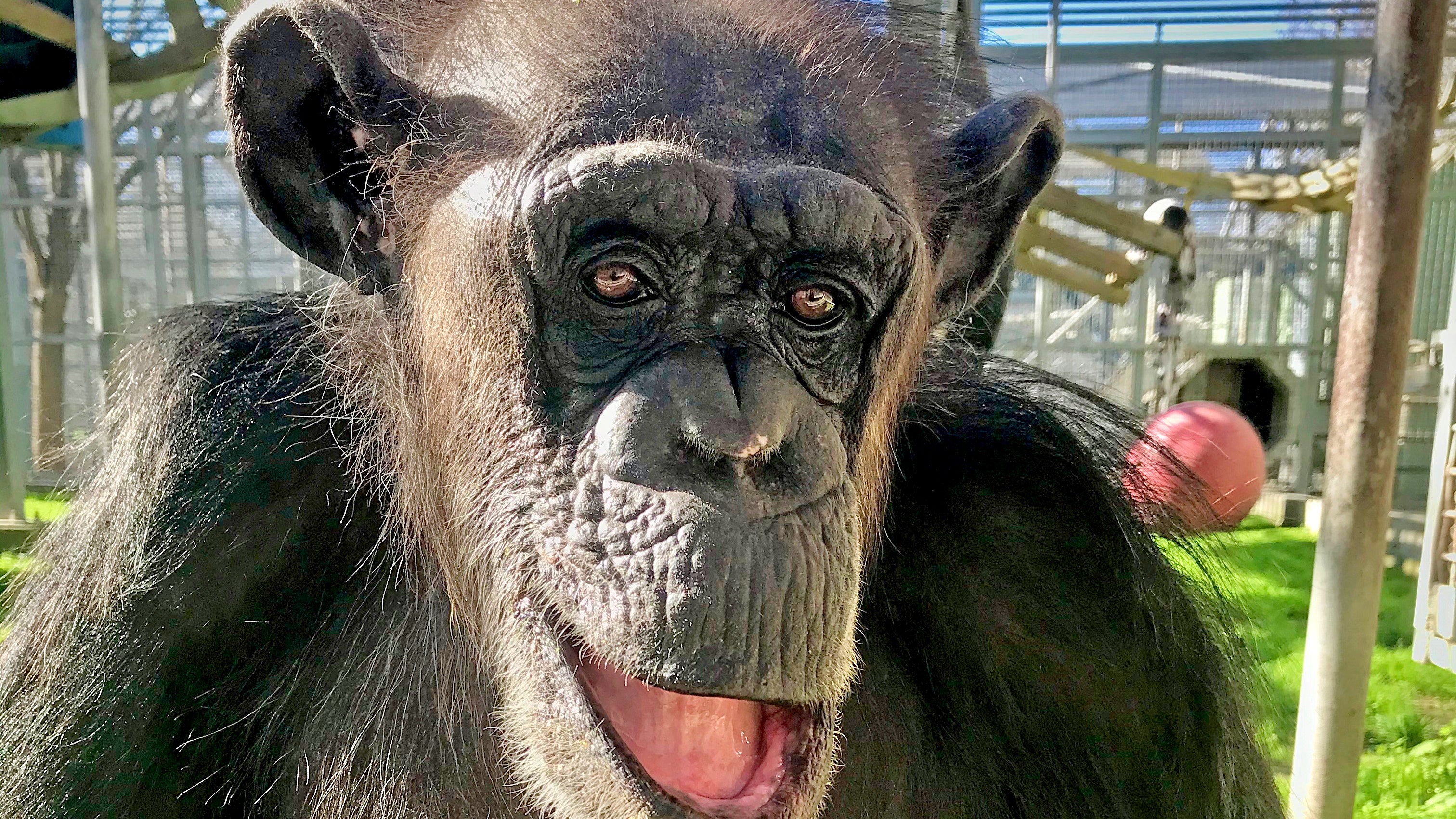 Chimpanzee, Monkeys, Lemurs Perish in Cold at Texas Animal Sanctuary