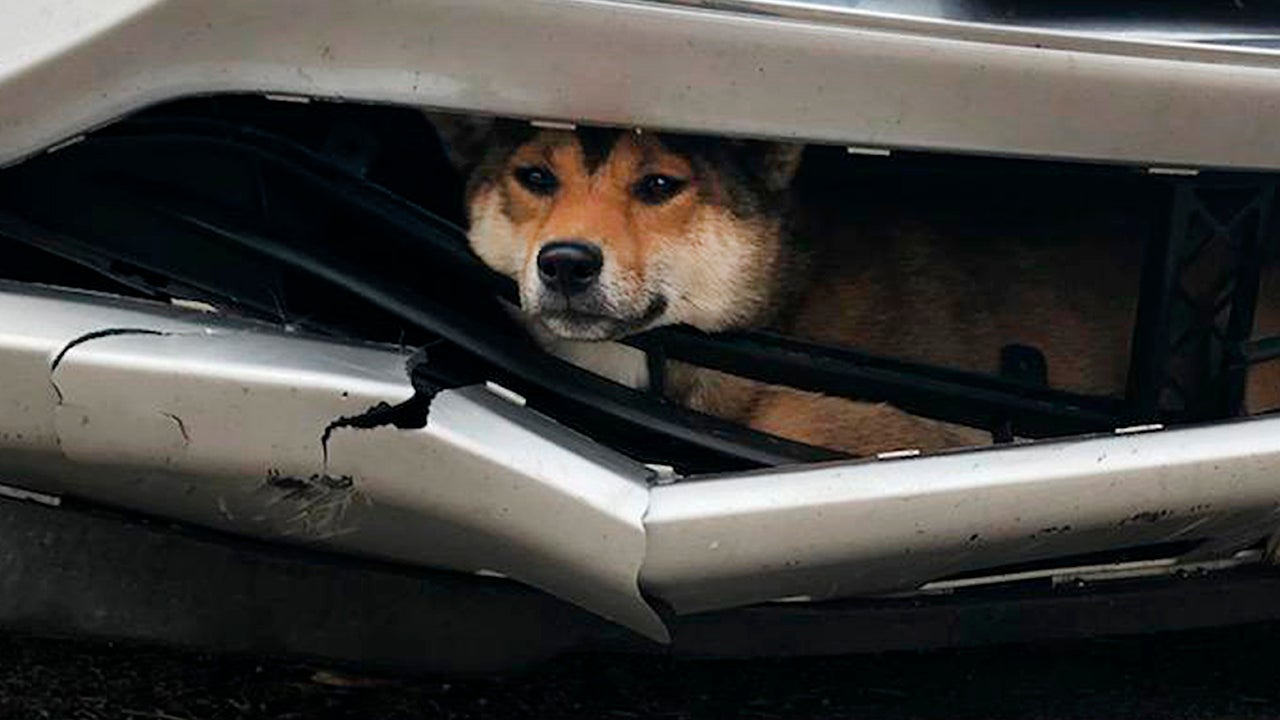 Can Dogs Survive Being Run Over