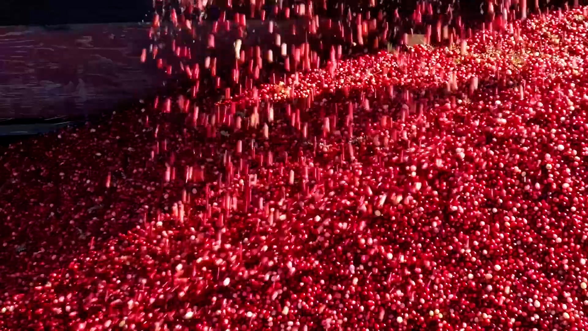 Biggest Pet Rescue Effort Since Katrina Videos from The Weather Channel