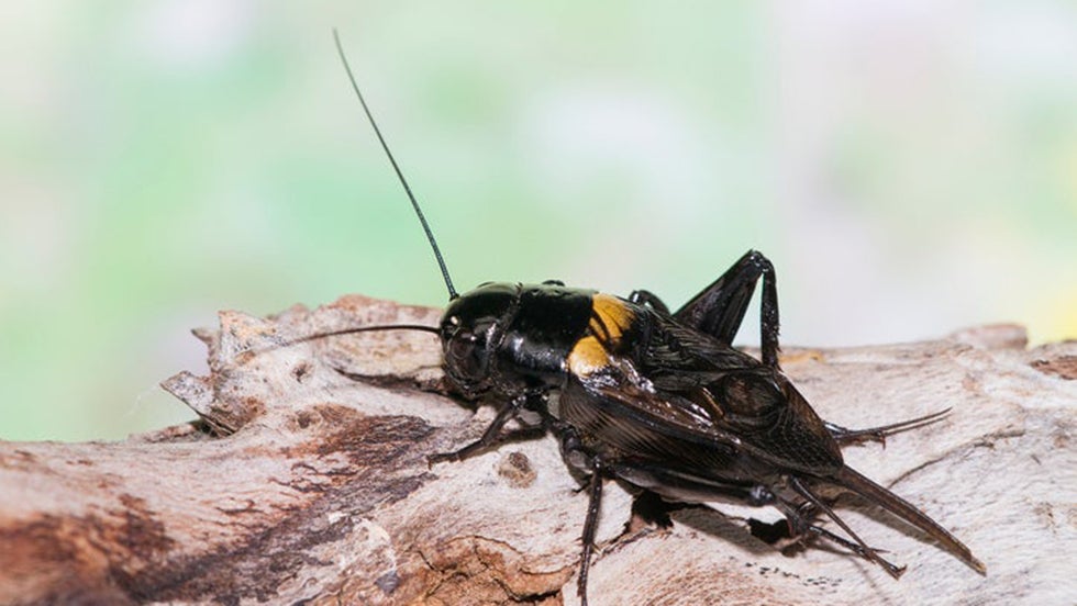 Can Cricket Chirps Tell You The Temperature? Videos from The Weather
